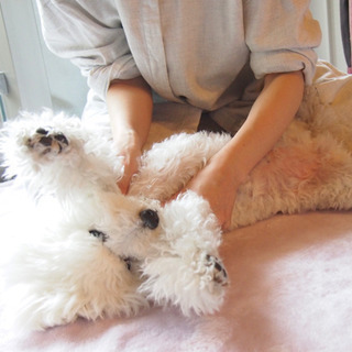 【【追加日程🐶募集中】愛犬さんの肩こり首こりケアマッサージ教室の画像