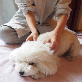 【【追加日程🐶募集中】愛犬さんの肩こり首こりケアマッサージ教室の画像