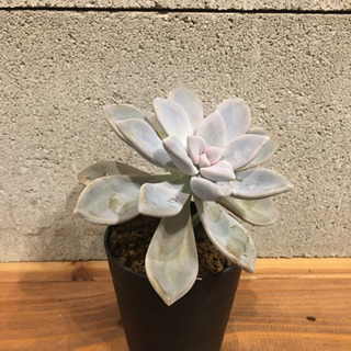 多肉植物の画像