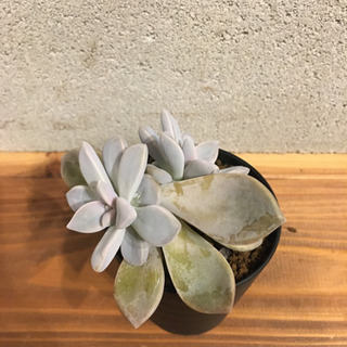 多肉植物の画像