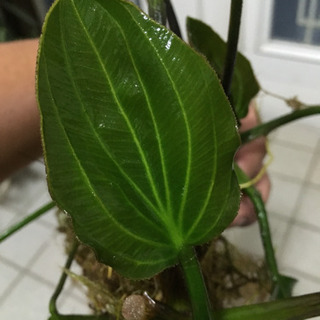 エキノドルス サンカルロス