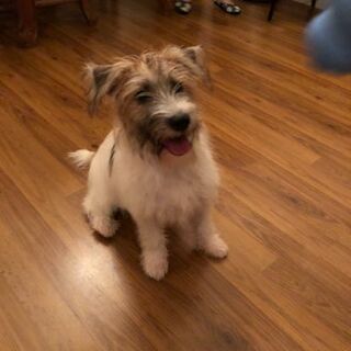6ヶ月 人懐っこい男の子 5キロのフサフサ犬