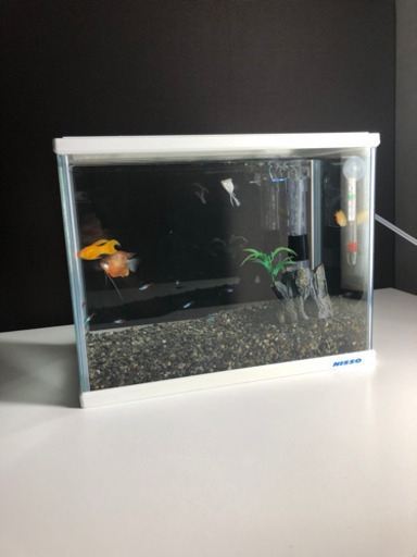 （取引き中）熱帯魚水槽セット