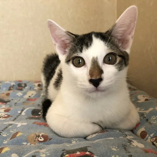 お鼻の模様がチャームポイントです♥