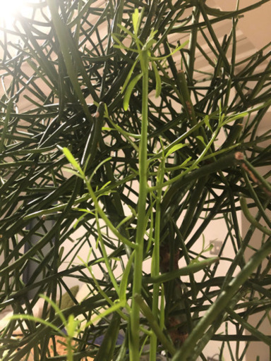 ※追記　珍しい観葉植物　ミルクブッシュ 