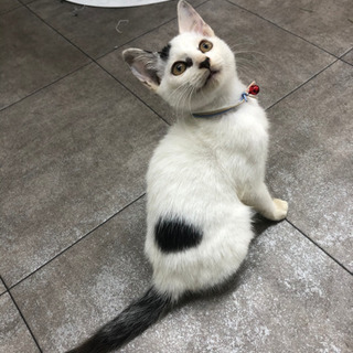 甘えん坊白黒こねこ　