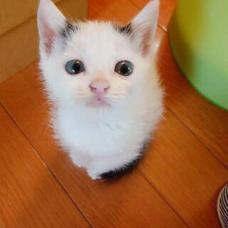 🌟甘えん坊の小さな可愛い子猫です♪