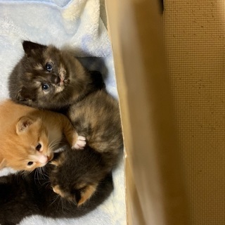 子猫譲ります！