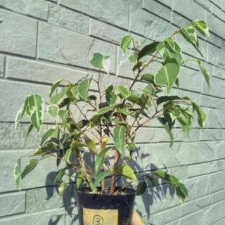 ベンジャミン ③ 班入り ２苗 抜き苗 Ficus benjam...