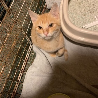 人懐っこい猫くん