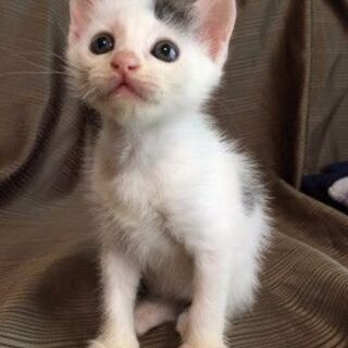 ★お引き渡し完了★　まめ大福柄の小さな子猫　★★