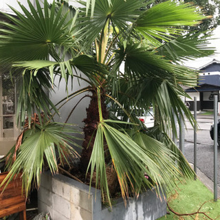 植木　700トンくらい？　持っていってくださる方