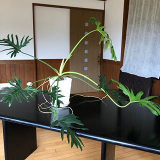 大きな観葉植物値引きしました。