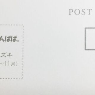 【未使用・美品】絵ハガキ ポストカード （1枚10円）「野村陽子」 植物細密画の画像