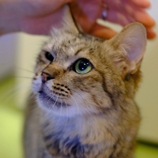 やぐら♡家族ができました