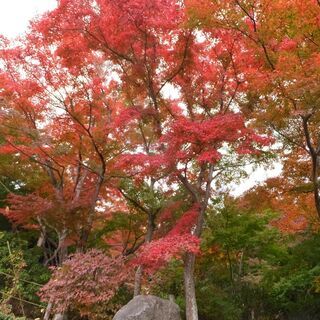 こちらは締め切りました。
