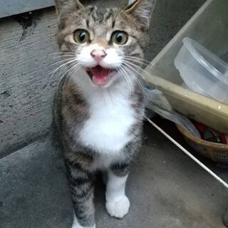 猫２匹の里親募集
