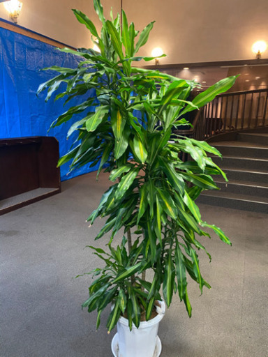 観葉植物【ドラセナ ジェレ】