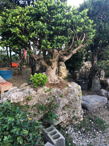 【ガーデニング】岩付き　ガジュマル