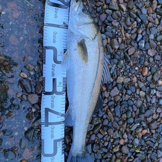 一緒にシーバス釣りませんか❓