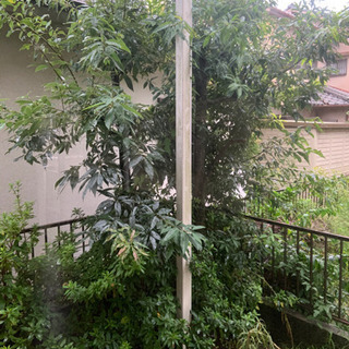 庭の植木差し上げます。
