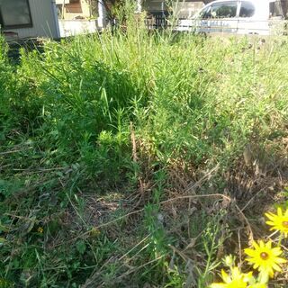 草刈りは面倒ではありませんか？ - 松阪市