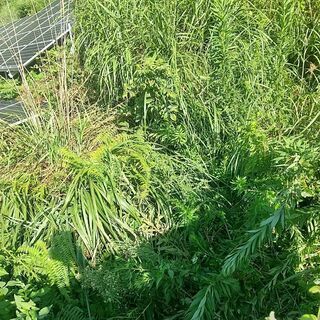 草刈りは面倒ではありませんか？ − 三重県
