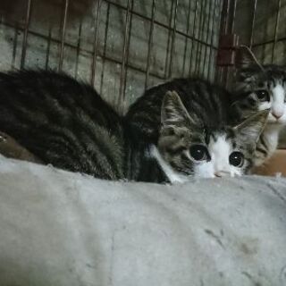 10月11日(日) 三鷹で猫の譲渡会💓キジシロの男の子 兄弟 生...