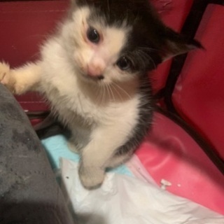 ☆2ヶ月弱　オス　子猫の里親募集☆