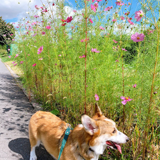 ともだちさがし - 弘前市