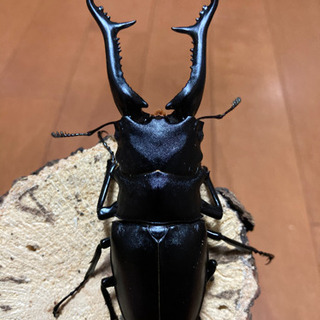 お取引き先様決定【最終値下げ】ギラファノコギリクワガタ (♂1♀...