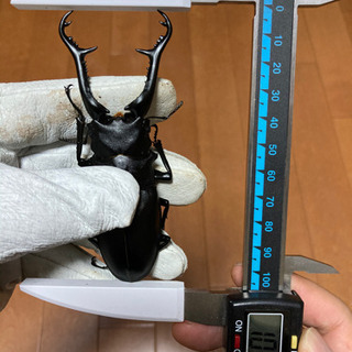 お取引き先様決定【最終値下げ】ギラファノコギリクワガタ (♂1♀2 トリオ)♂105mm ♀フリーサイズ  (フローレス) 未後食の画像