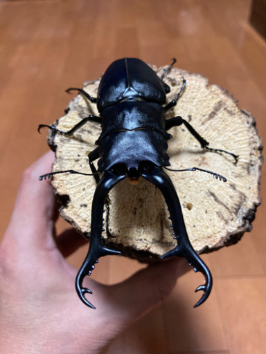 お取引き先様決定【最終値下げ】ギラファノコギリクワガタ (♂1♀2 トリオ)♂105mm ♀フリーサイズ  (フローレス) 未後食