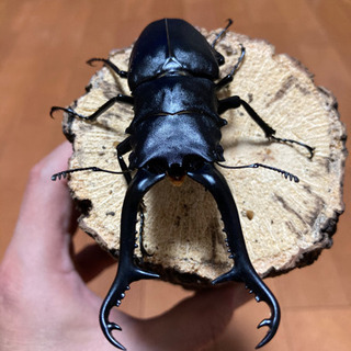 お取引き先様決定【最終値下げ】ギラファノコギリクワガタ (♂1♀2 トリオ)♂105mm ♀フリーサイズ  (フローレス) 未後食の画像