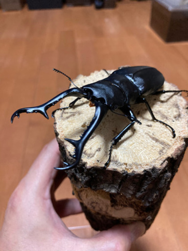 お取引き先様決定【最終値下げ】ギラファノコギリクワガタ (♂1♀2 トリオ)♂105mm ♀フリーサイズ  (フローレス) 未後食