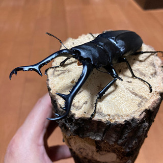 お取引き先様決定【最終値下げ】ギラファノコギリクワガタ (♂1♀2 トリオ)♂105mm ♀フリーサイズ  (フローレス) 未後食の画像