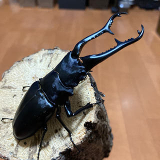 お取引き先様決定【最終値下げ】ギラファノコギリクワガタ (♂1♀2 トリオ)♂105mm ♀フリーサイズ  (フローレス) 未後食の画像