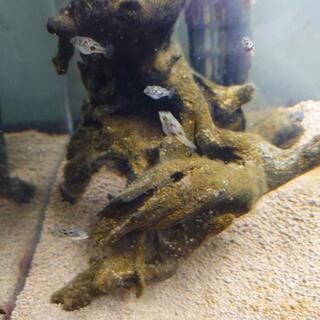 アベニーパファー幼魚