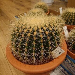 金鯱サボテン 6,7,8,9号サイズ