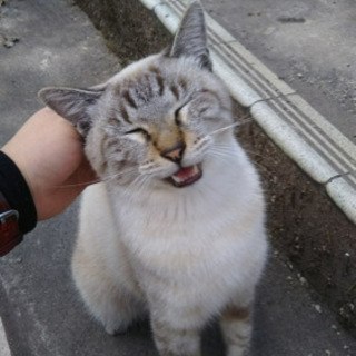 他愛ない話をしたり遊んだり出来る人募集します😊🌸