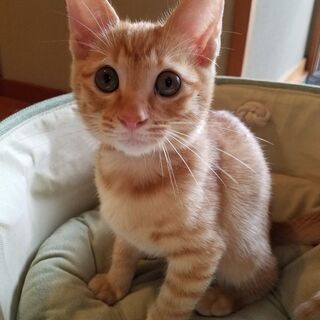茶トラ♂6月生まれ仔猫の里親になってくださる方
