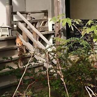 母猫、子猫４匹   姿が見当たらなくなってしまい、一旦募集中止し...