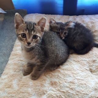 生後2ヵ月くらい2匹　黒い子はメス　キジトラは？です
