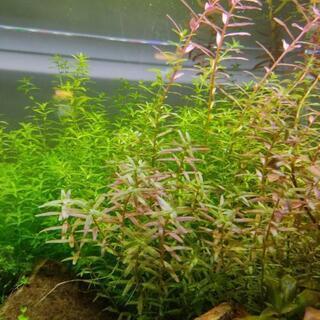 アクアリウム　水草各種の画像