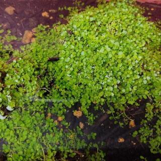 アクアリウム　水草各種の画像