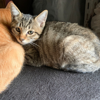 しっぽの長いメスのトラ猫　生後約3ヵ月