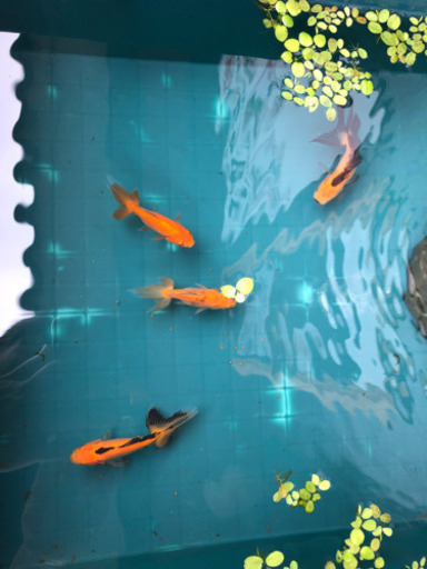 完売日本オランダ獅子頭　当歳魚