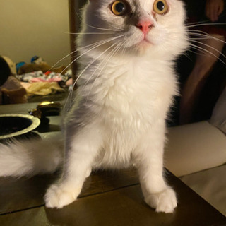 シロのオス猫です