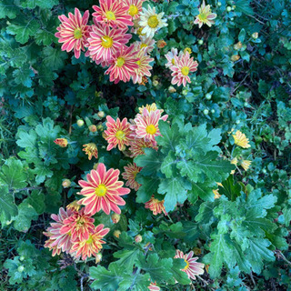 おまけ　紫蘭、パクチー苗、芝桜、メダカ、水草。の画像