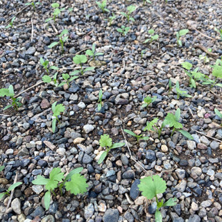 おまけ　紫蘭、パクチー苗、芝桜、メダカ、水草。の画像